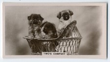 PEKINGESE PUPPIES 1930'S CAVENDERS Ltd ANIMAL STUDIES OLD DOG CIGARETTE CARD