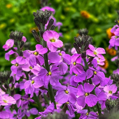Erysimum super bowl - erysimum,
