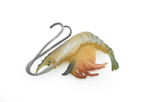 Shrimp prawn tiger - prawn,,