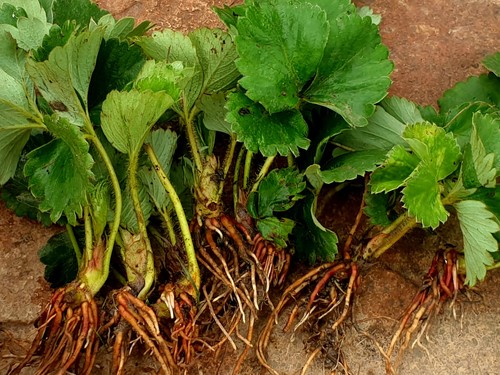 Strawberry plants bare root - bare,