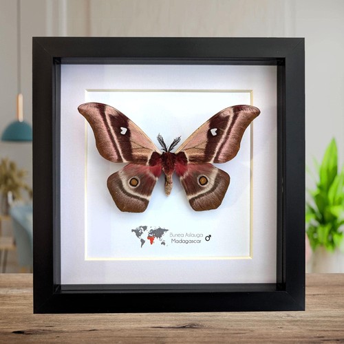 Framed madagascar emperor