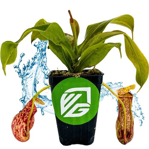 Gaya pitcher plant - st.,