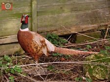 LIFE SIZE PHEASANT. Outdoor or Indoor, Ultra Realistic Garden Ornament, Vivid.