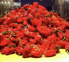 Dorset Naga Chilli. Naga Moris. Super Hot Chilli. 12 Seeds.