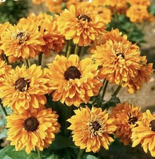 Rudbeckia Goldilocks 12x PLUG