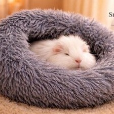 Guinea Pig Bed, ferret