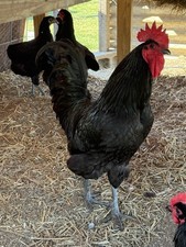 Black Jersey Giant Hatching