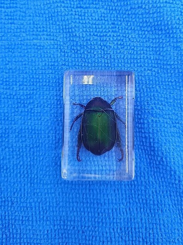 Real insect green chafer - green,