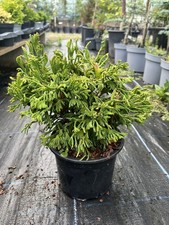 Hinoki Cypress 'Birgit' -