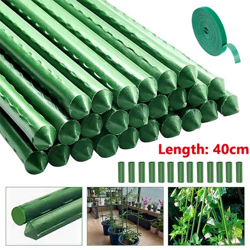 Green garden plant - x,