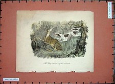 Original Old Antique Print