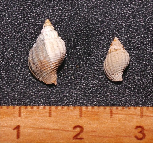 Rare eocene gastropod - eocene,