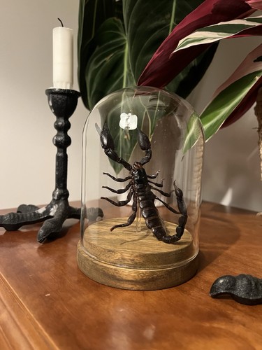 Real taxidermy scorpion glass - real,