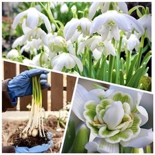 DOUBLE SNOWDROP BULBS ( IN THE