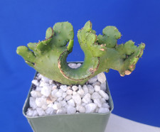 Euphorbia Leucodendrum Crest