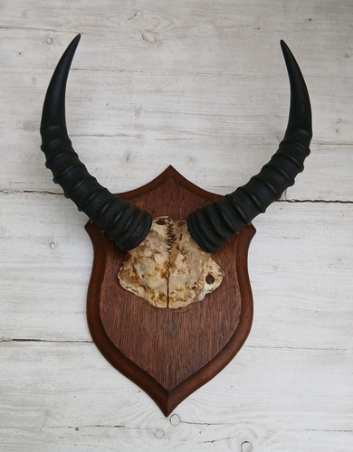 Antique taxidermy impala - antique,