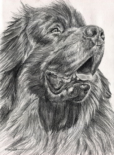 Newfoundland dog original
