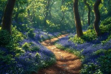 Bluebell Woodland Forest