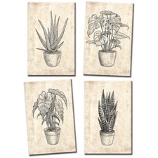 Botanical  Illustration