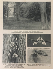 Antique 1931 Moth Print – Lime Hawk & Drinker – Nature by Night – Lepidoptera