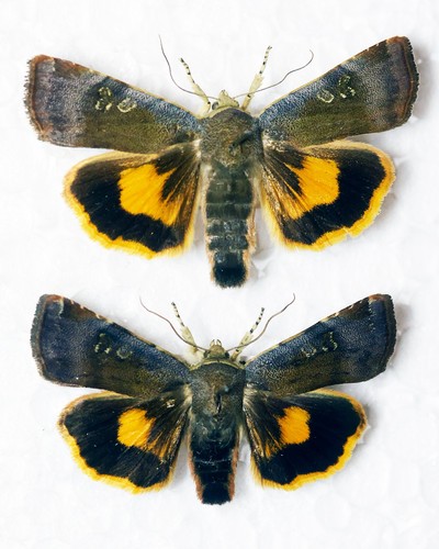Pair langmaid s - pair, of