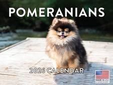 Pomeranian Puppy Calendar 2026
