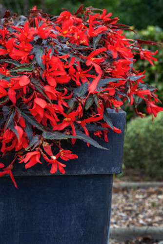 Begonia boliviensis dark - dark, leaf