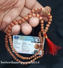 9 Mukhi Rudraksha / Nine Face