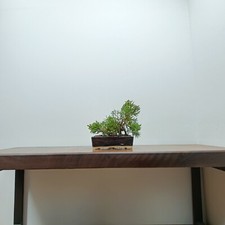 Bonsai-Chinesis blaauw