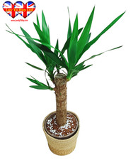 Live yucca indoor plant - live, –