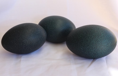 Empty emu egg - (1, egg)