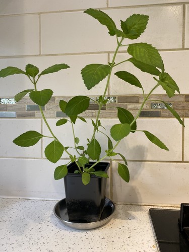 Tulsi holy basil - tulsi,
