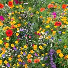 Wildflower Seeds Mix Seed Wild Flowers Garden Bee Scented Meadow Flower NO GRASS