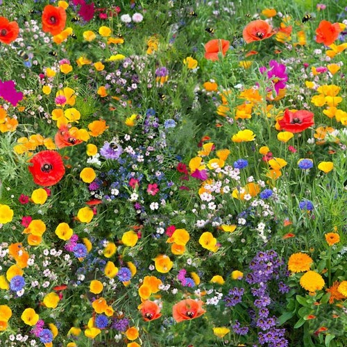 Wildflower seeds mix seed - seeds,