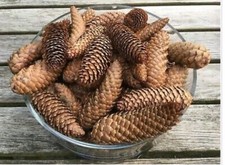 20 Large Norway Spruce Long