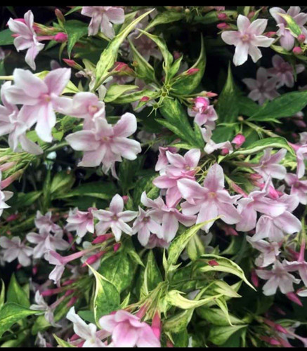 Pink jasmine heavy - jasmine,