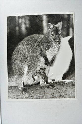 Wallaby joey pouch whipsnade - joey,