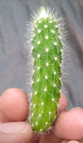 Variegated echinocereus - variegated,
