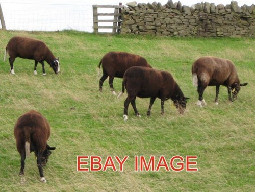 Photo zwartbles sheep this - zwartbles,
