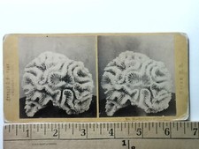 Brain Coral Specimen Stereoview JA French Antique c1870s Y17799