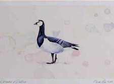 A4 barnacle goose adult