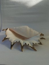 Large Natural Seashell Lovely Giant Ocean Seashell  35 cm long, 1,5 kg
