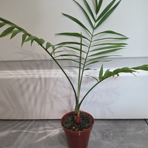 Parlour palm plant pot - parlour,