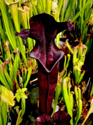 Sarracenia moorei hb34 - moorei,