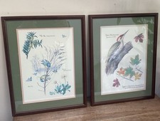 2 Vintage Botanical Prints Floral & Birds Framed 34cm X 27cm Gallery Wall