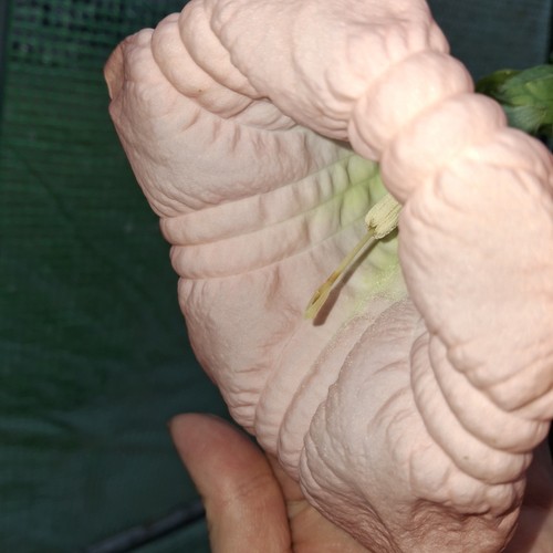 Brugmansia pink plant angel - brugmansia, |