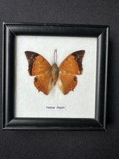 The Tawny Rajah -Charaxes