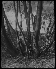 SILKY WILLOW C1910 Magic