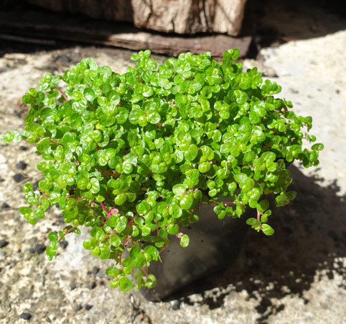 Soleirolia soleirolii - ,
