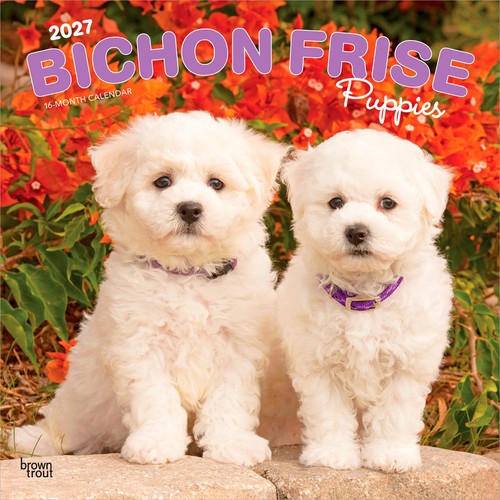 Bichon frise puppies 2027 - bichon,